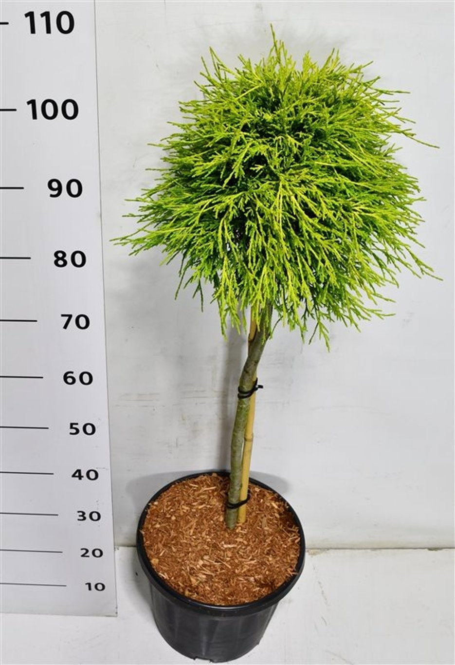 Chamaecyparis Sungold 110cm 32cm Pot