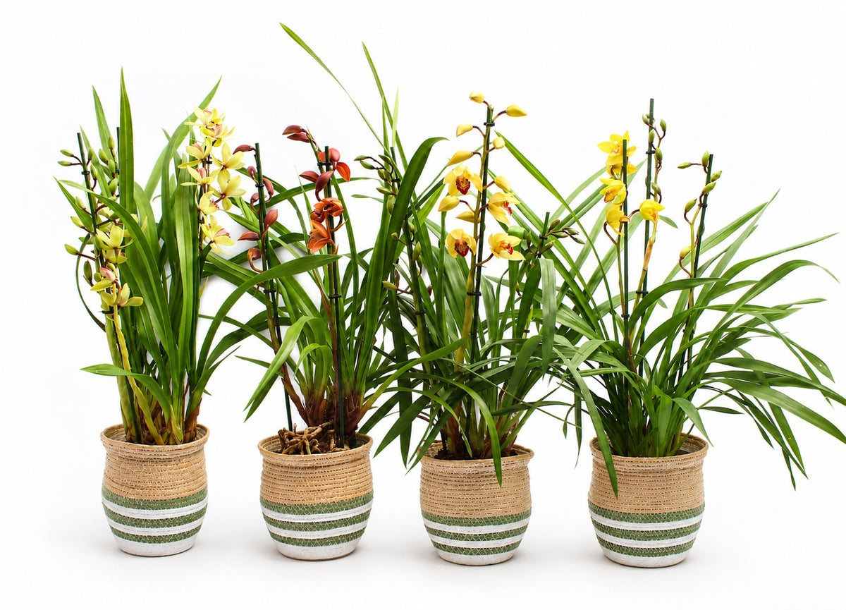 Cymbidium mix 85cm 19cm Pot
