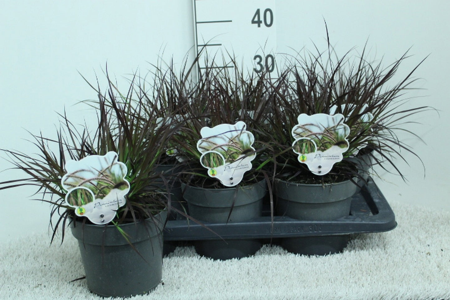 Pennisetum Rubrum 35cm 17cm Pot