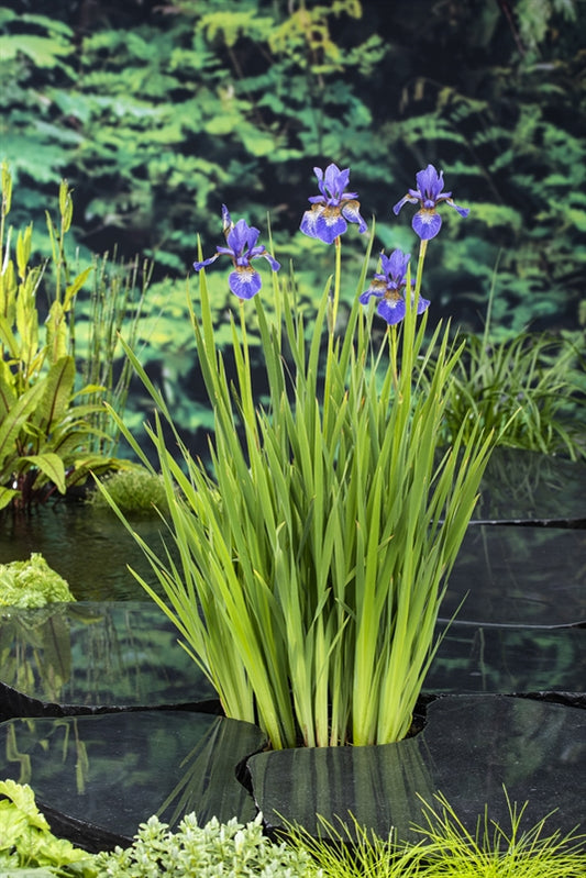 Iris sibirica 25cm 9cm Pot