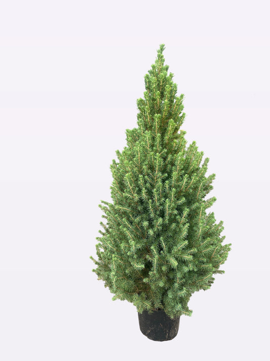 Picea gl. December 100cm 23cm Pot