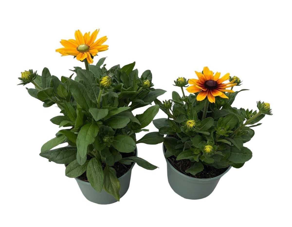 Rudbeckia Sunbeckia 58cm 23cm Pot