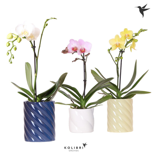 Phalaenopsis mix 40cm 9cm Pot