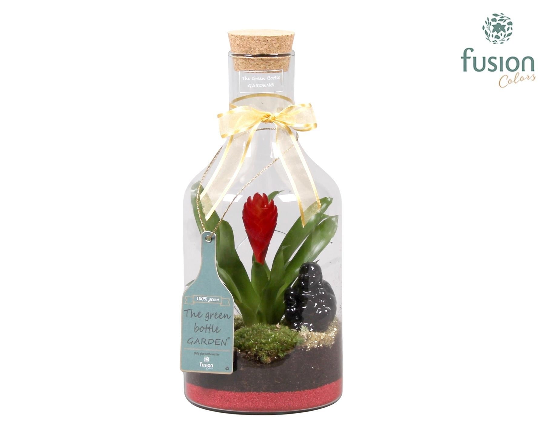 arr. Bromelia 35cm 15cm Pot