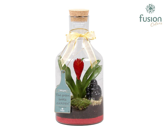 arr. Bromelia 35cm 15cm Pot