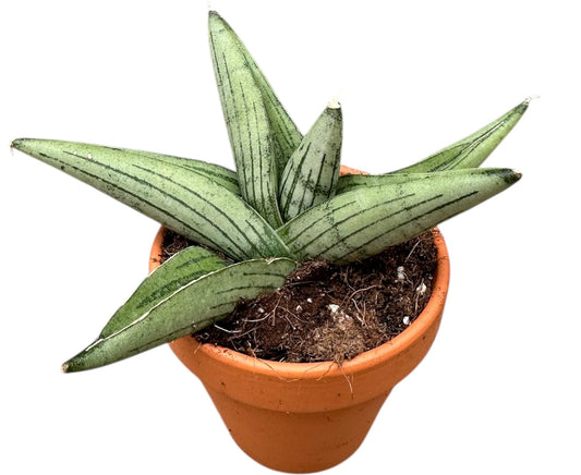 Sansevieria 15cm 8cm Pot