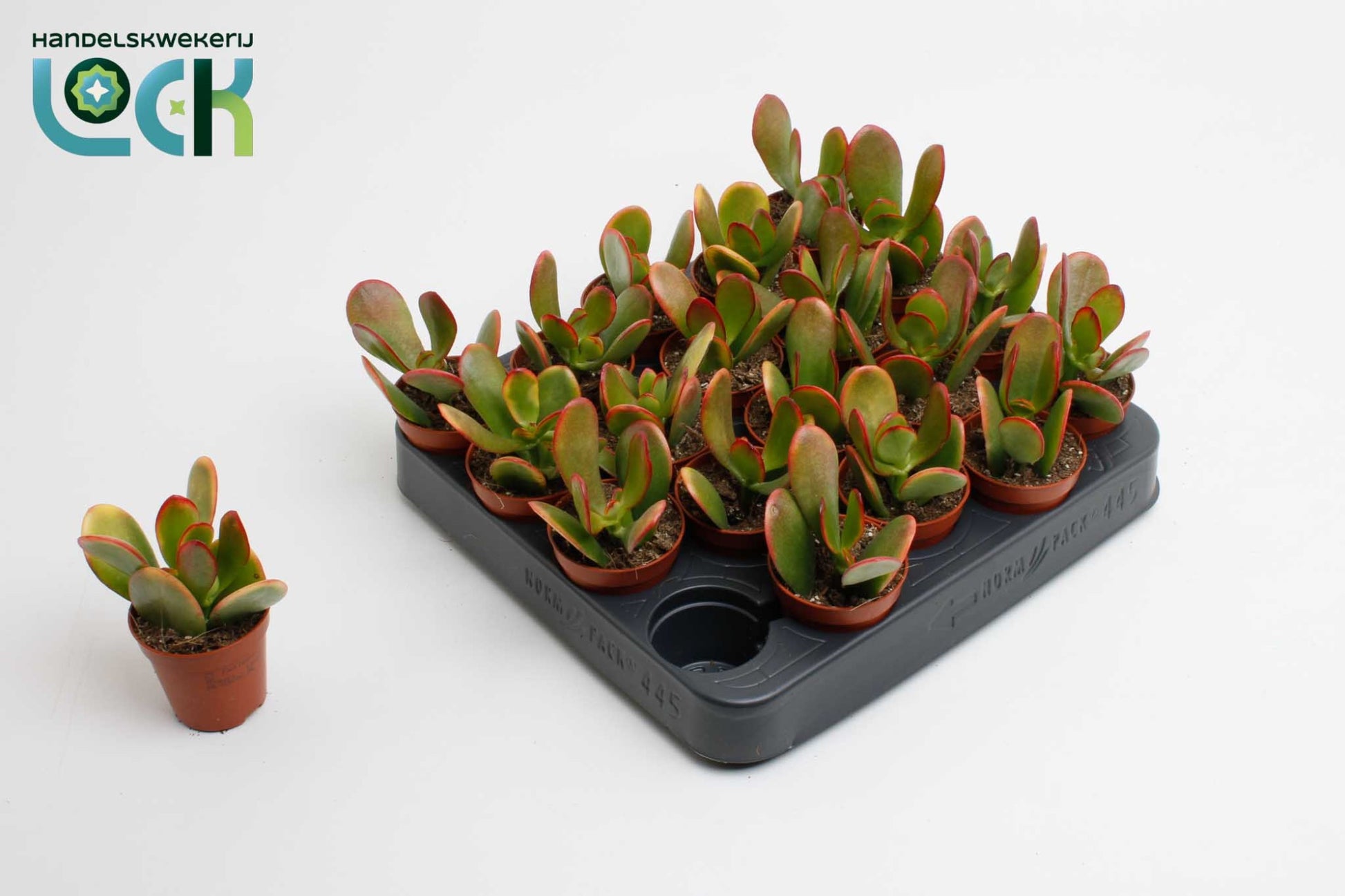 Lock, Handelskwekerij Crassula Sunset Pack of 20