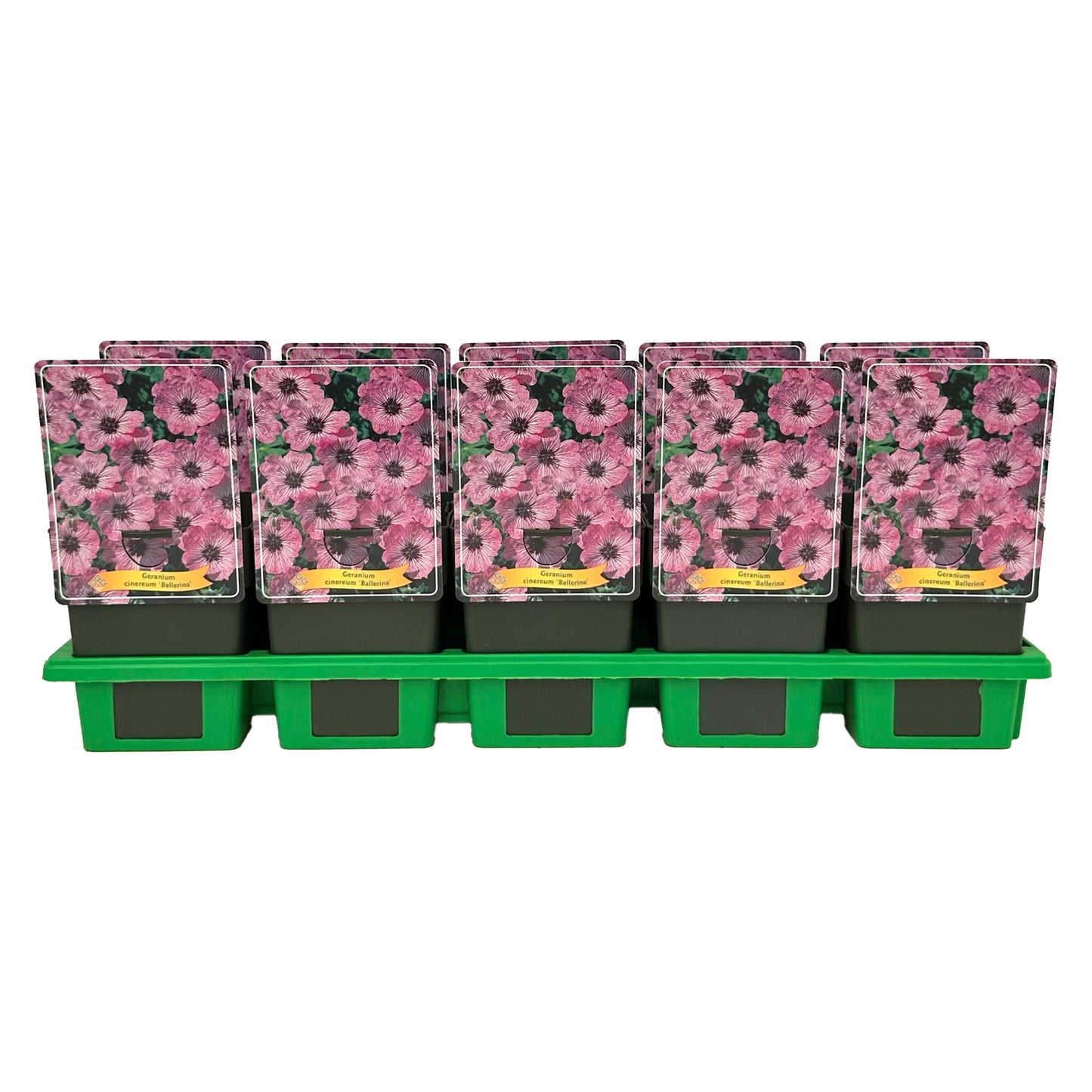 Gebr. Griffioen Geranium cin. Ballerina Pack of 10