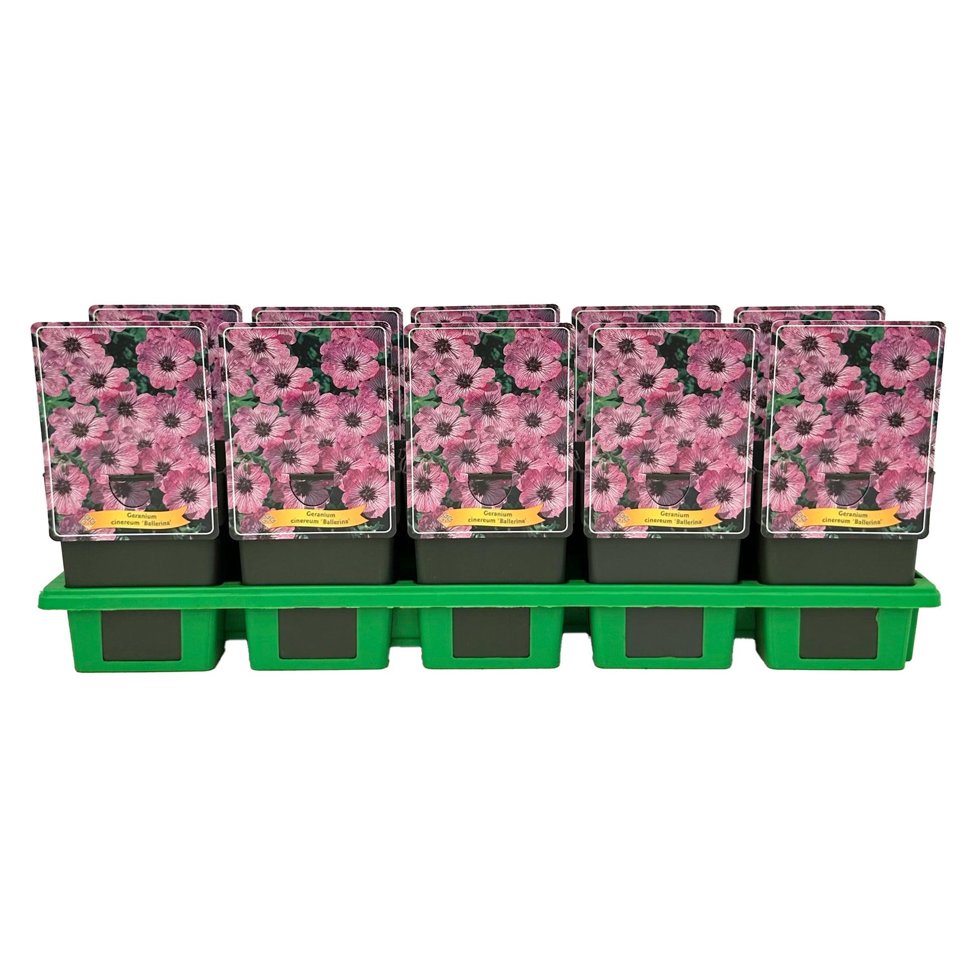 Gebr. Griffioen Geranium cin. Ballerina Pack of 10
