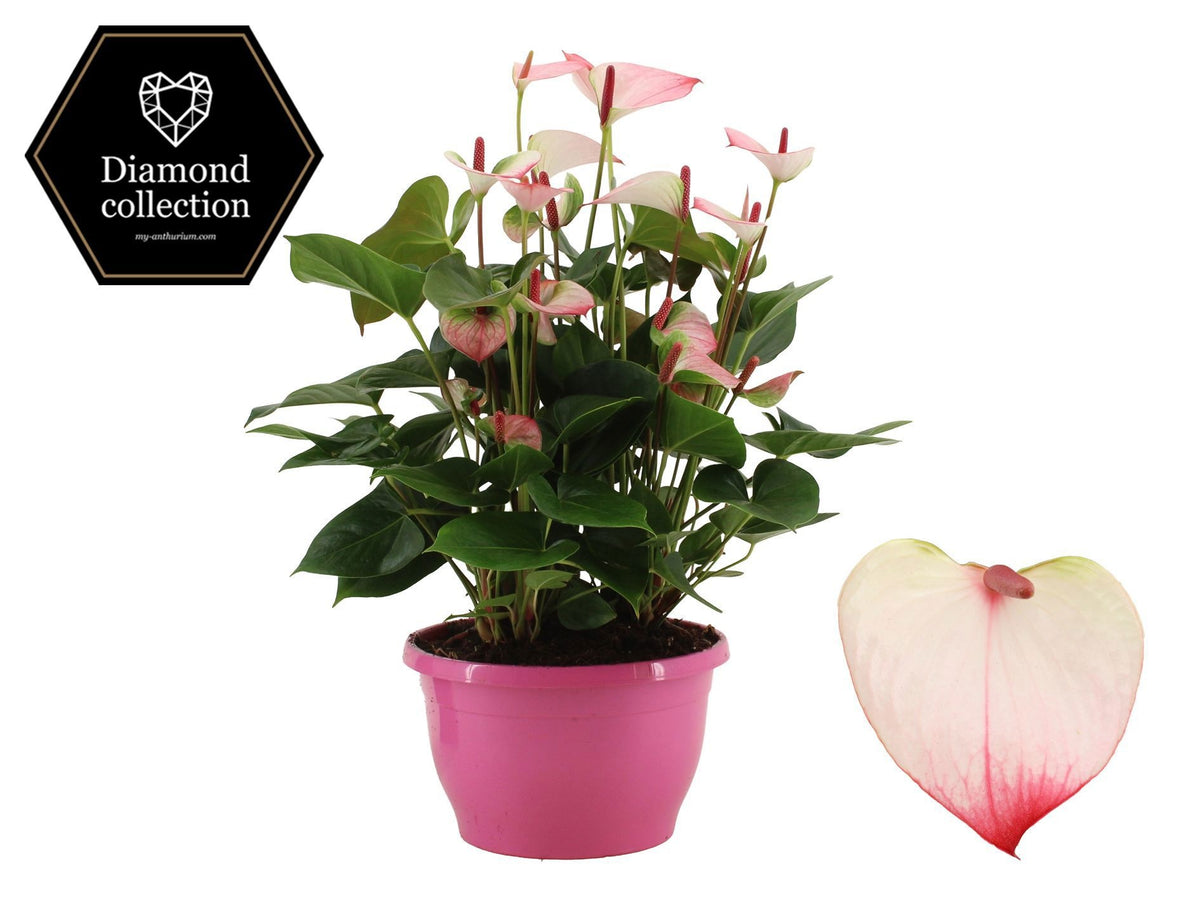 Anthurium Princess Amalia Elegance 50cm 25cm Pot