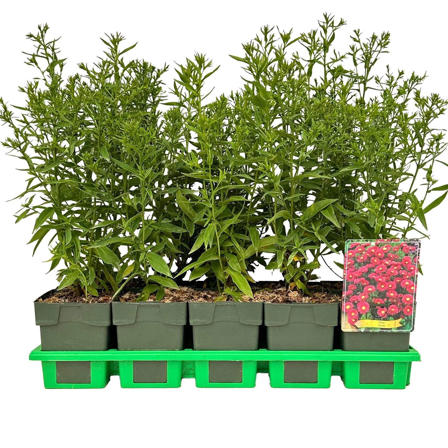 Aster dum. Jenny 25cm 11cm Pot
