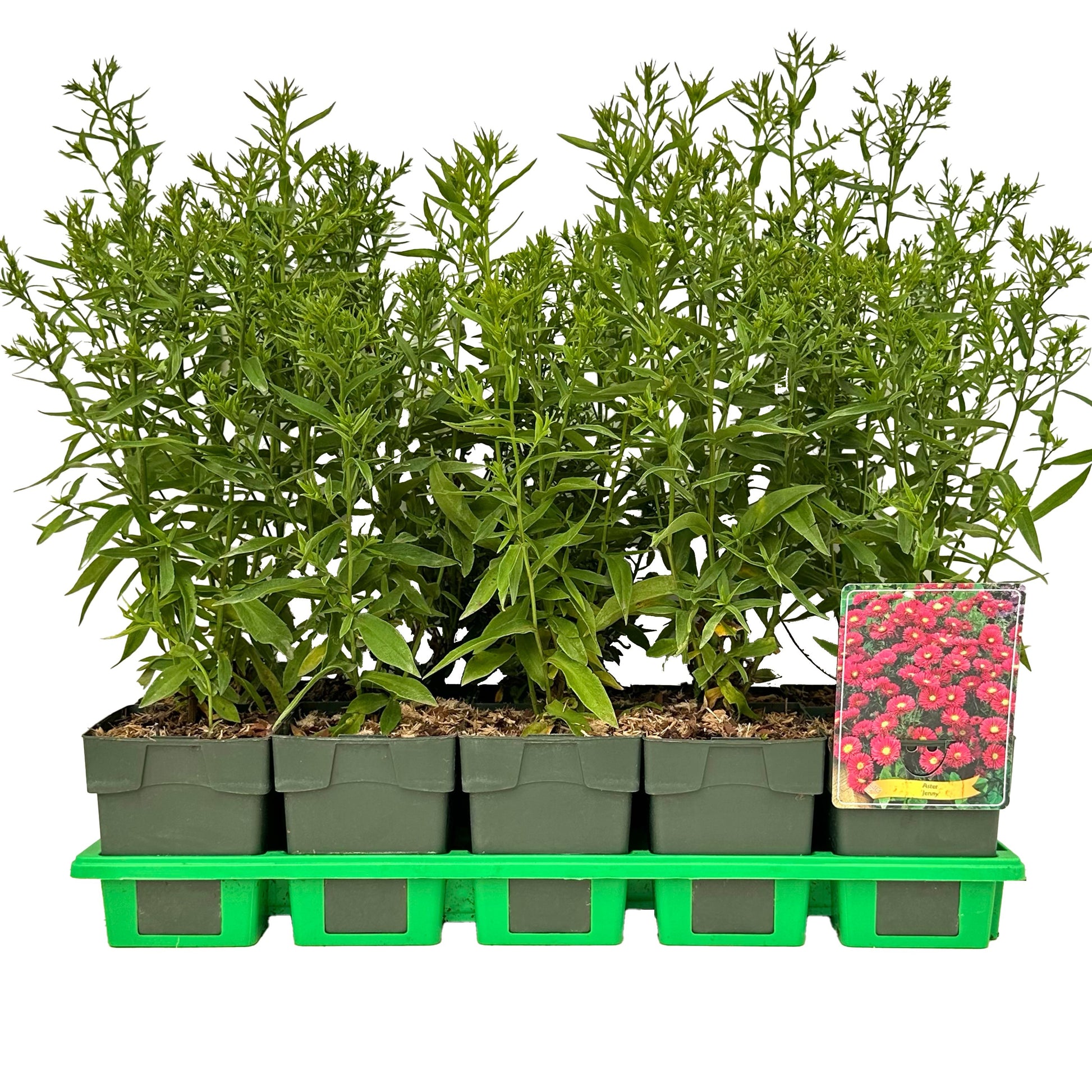 Aster dum. Jenny 25cm 11cm Pot
