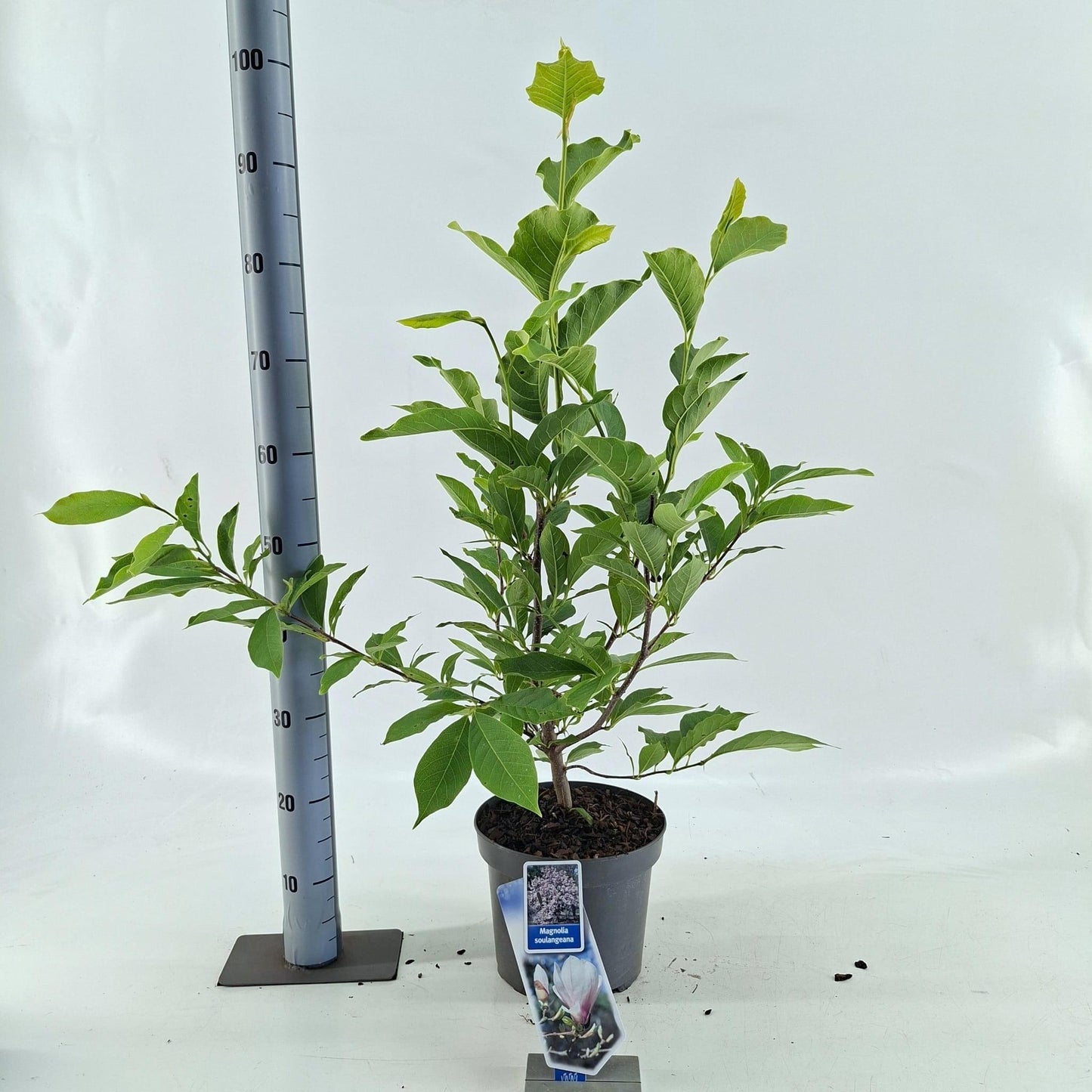 Magnolia soulangeana 90cm 23cm Pot