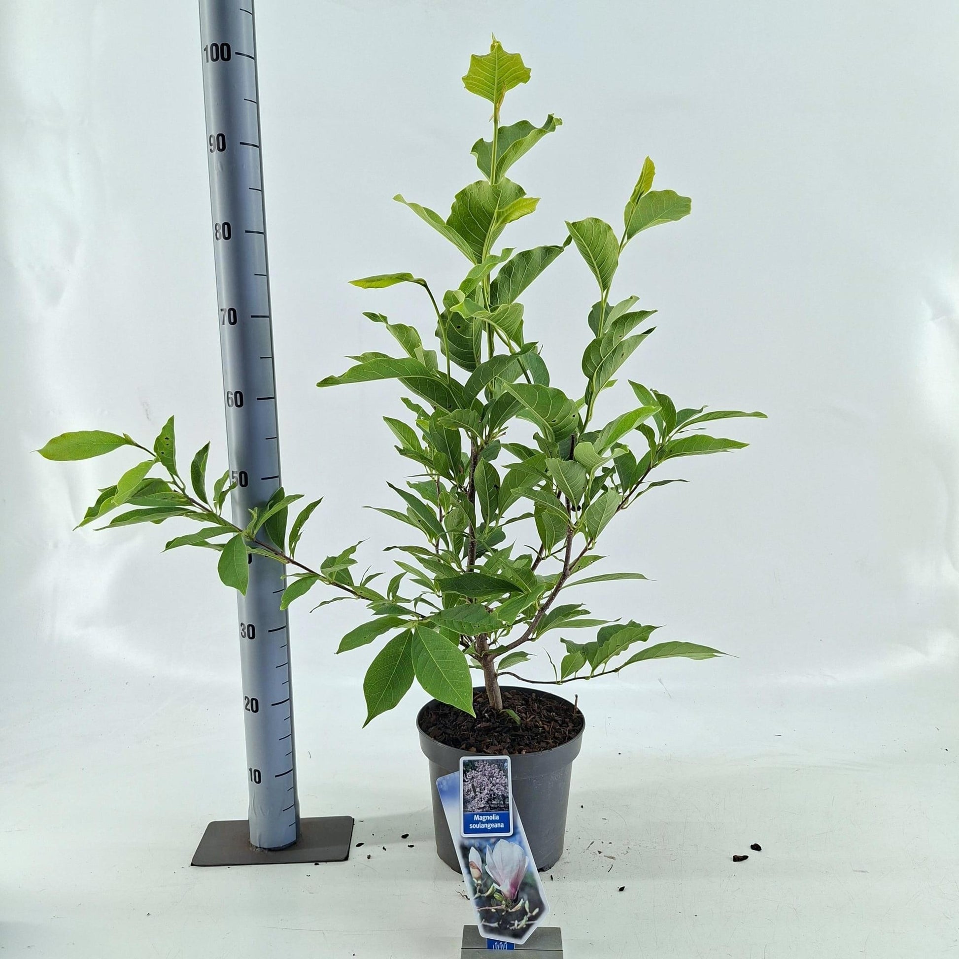 Magnolia soulangeana 90cm 23cm Pot