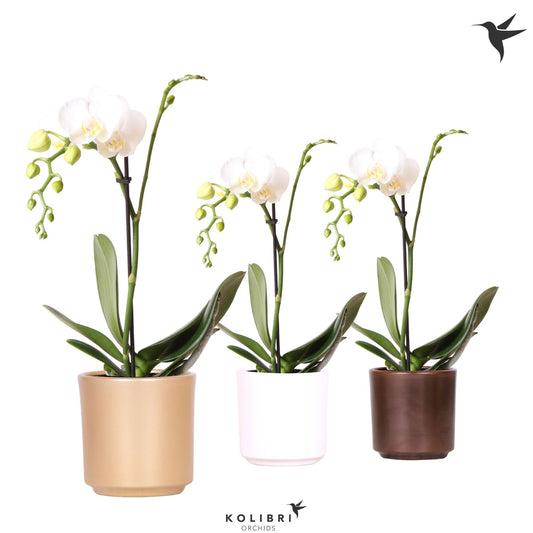 Phalaenopsis multiflora white 40cm 9cm Pot