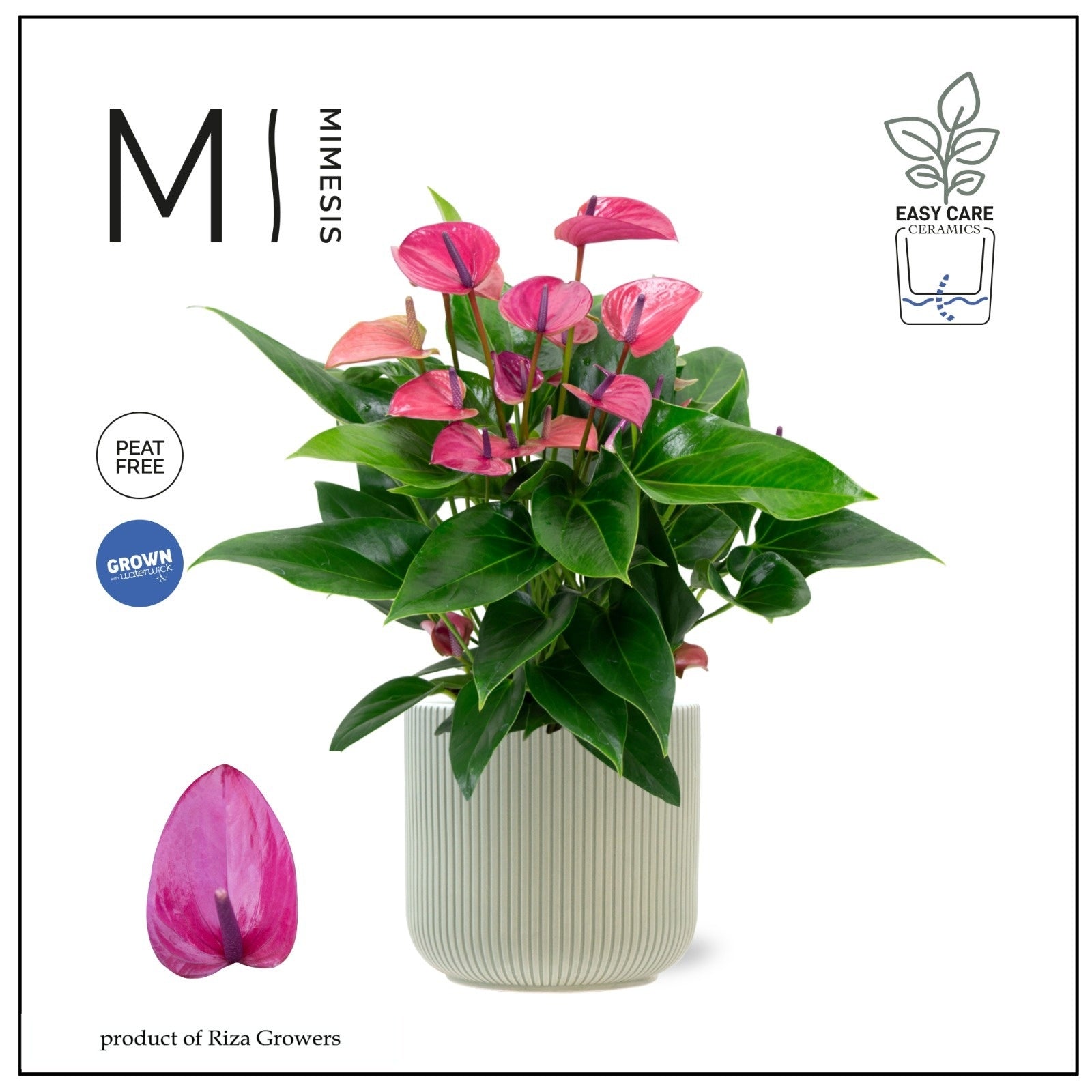 Riza Karma Plants Anthurium Karma Purple Pack of 2