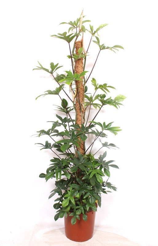 philodendron-pedatum-200cm-34cm-pot
