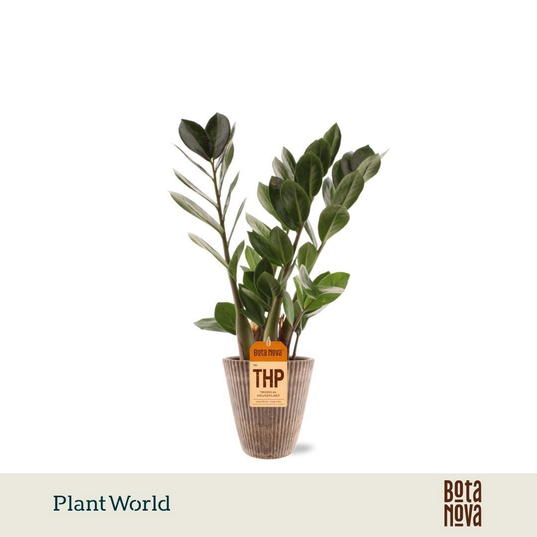 Zamioculcas zamiifolia 35cm 12cm Pot