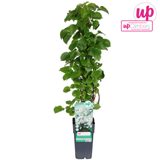 Hydrangea petiolaris 65cm 15cm Pot