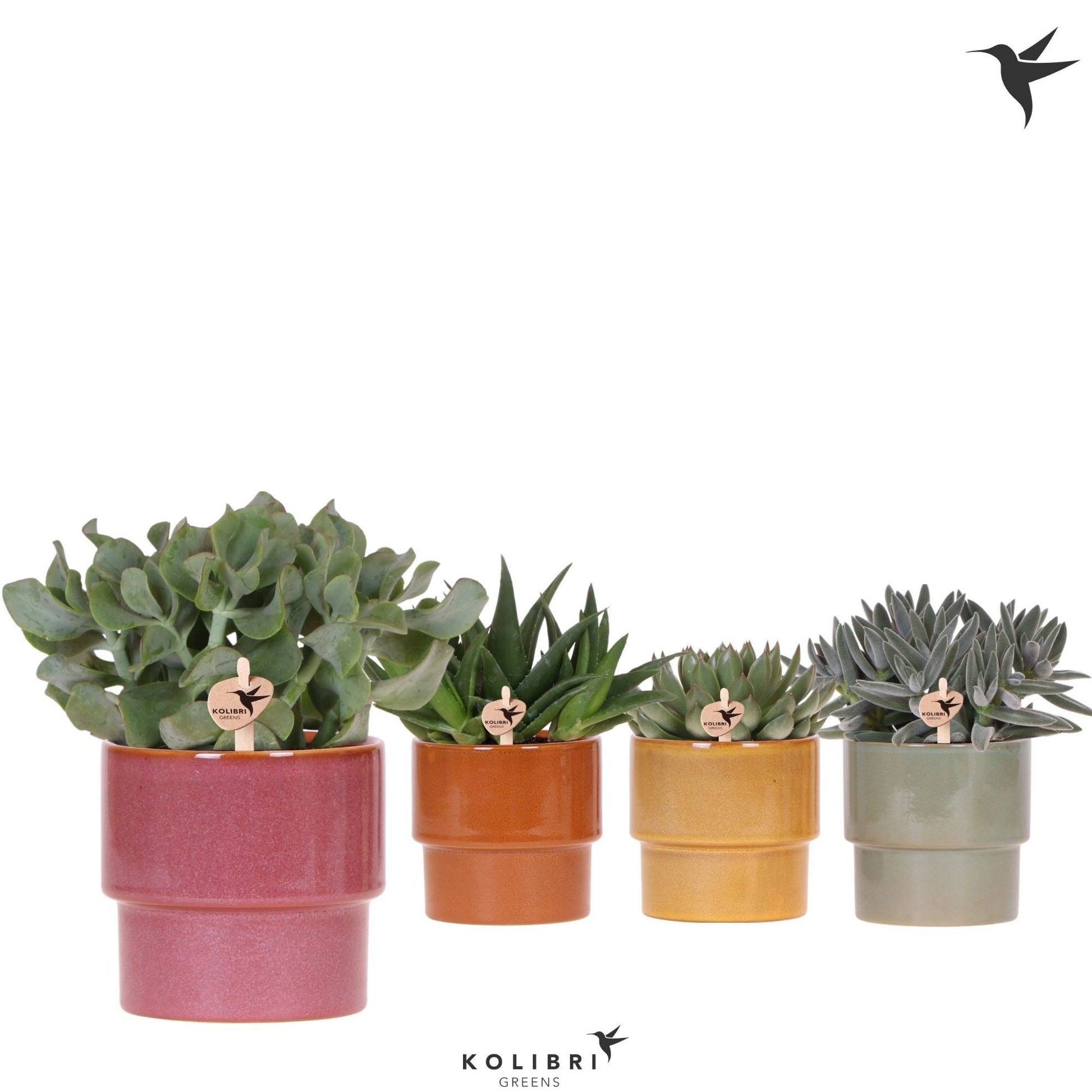 Succulent mix 25cm 12cm Pot