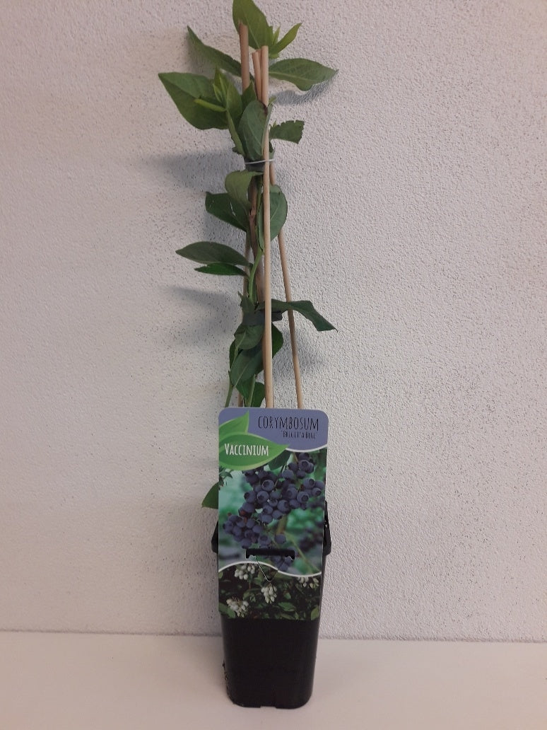 Vaccinium corymbosum ("Blueberry") 60cm 14cm Pot