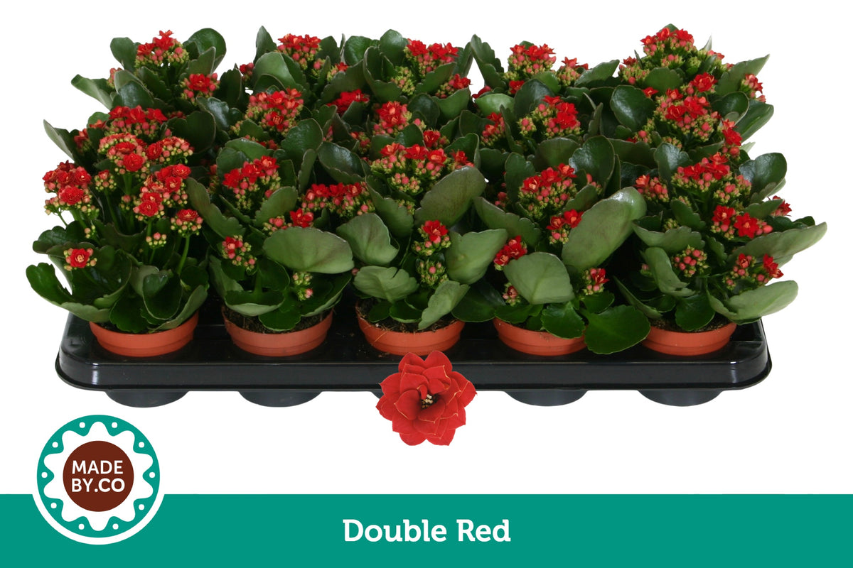 Kalanchoe Rubio Red 19cm 9cm Pot