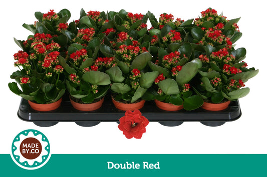Kalanchoe Rubio Red 19cm 9cm Pot