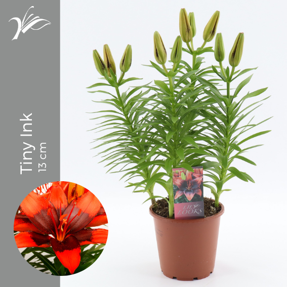 Lilium az. hybrid 38cm 13cm Pot