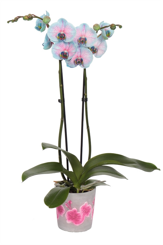 Phalaenopsis Hybrid 55cm 12cm Pot