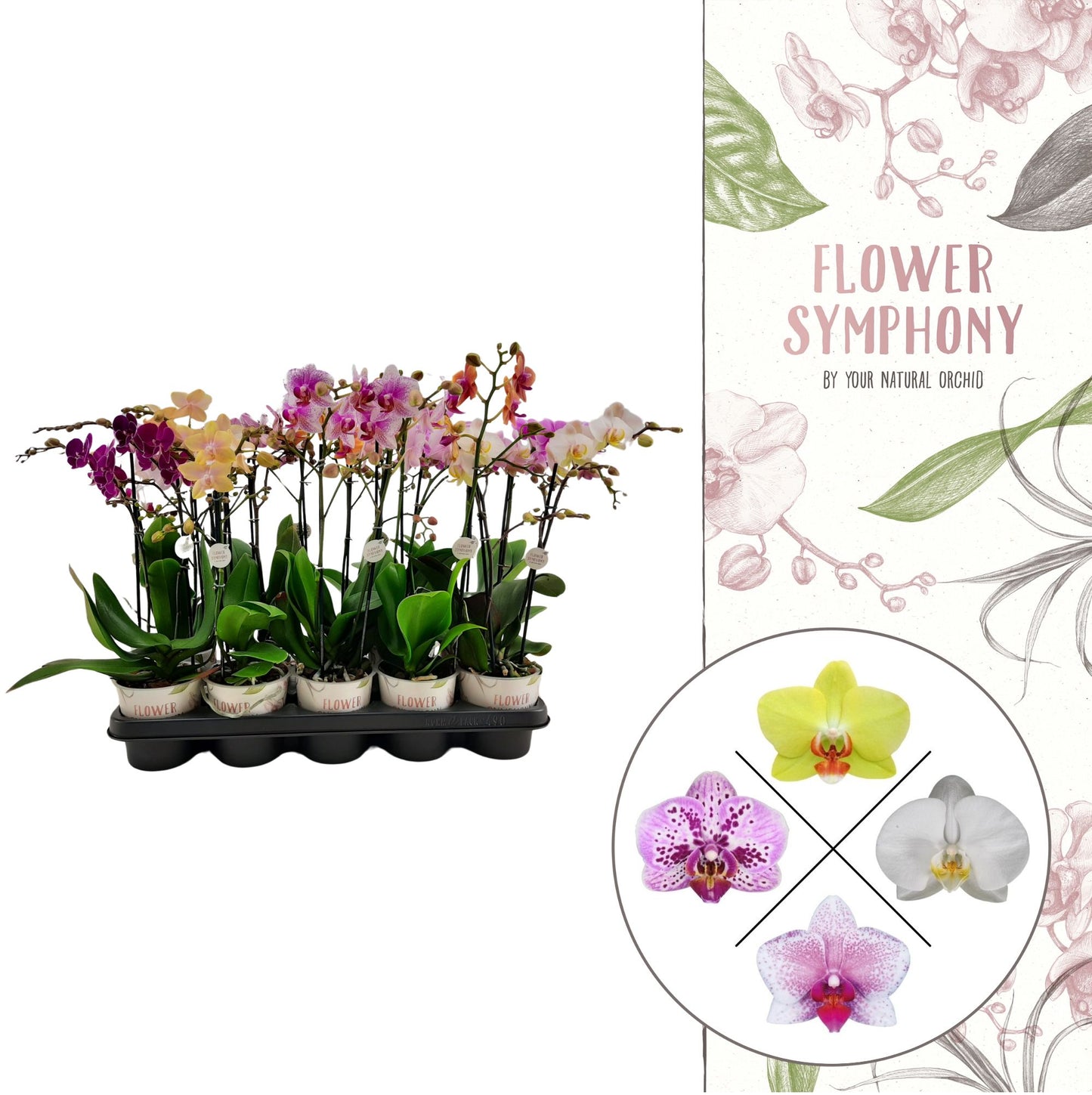 Phalaenopsis Flower Symphony mix 40cm 12cm Pot