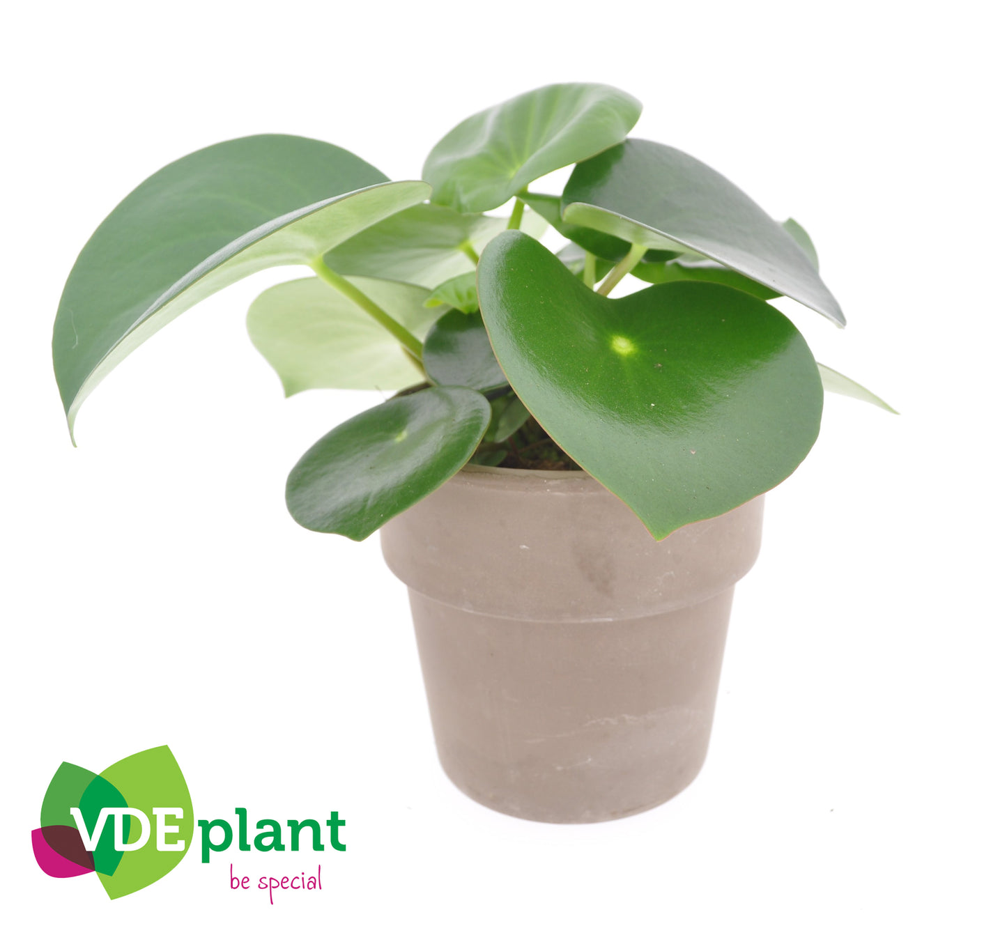 Peperomia Raindrop 20cm 12cm Pot