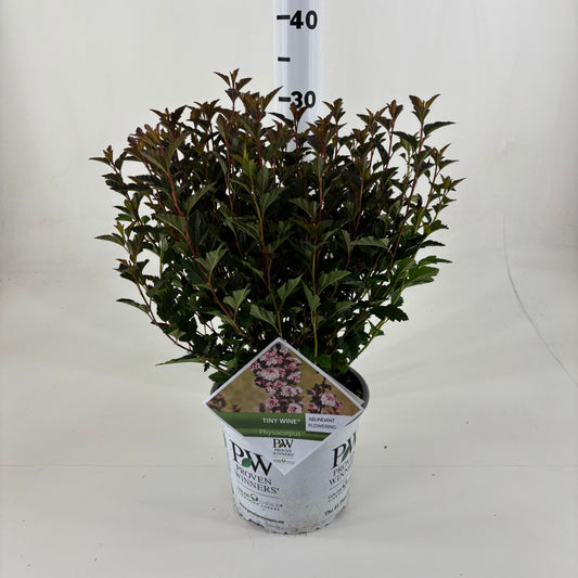 Physocarpus opu. Tiny Wine 40cm 19cm Pot