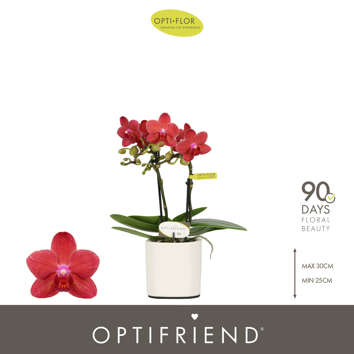 Phalaenopsis red 25cm 7cm Pot