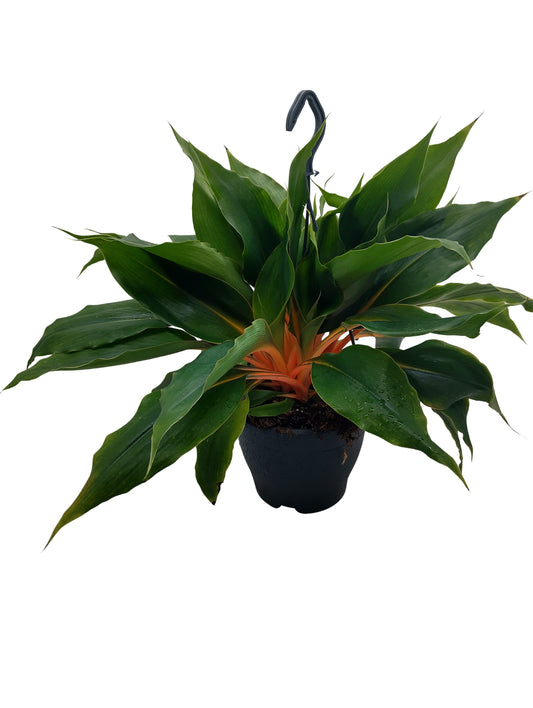 Chlorophytum Green Orange 50cm 19cm Pot