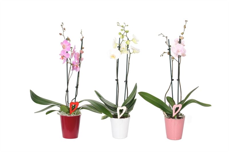 Phalaenopsis mix 55cm 12cm Pot