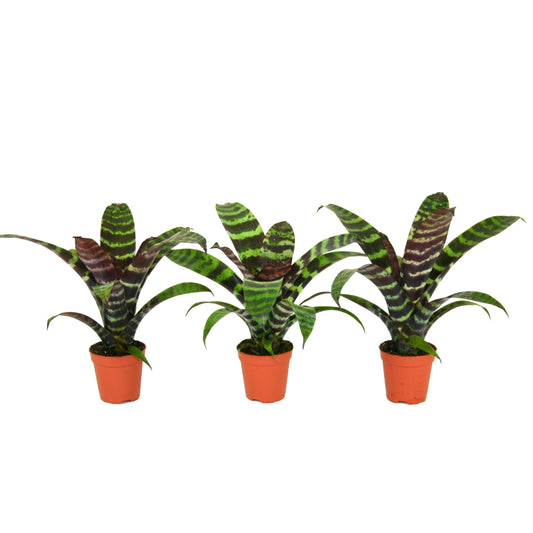 Vriesea Era 15cm 505cm Pot