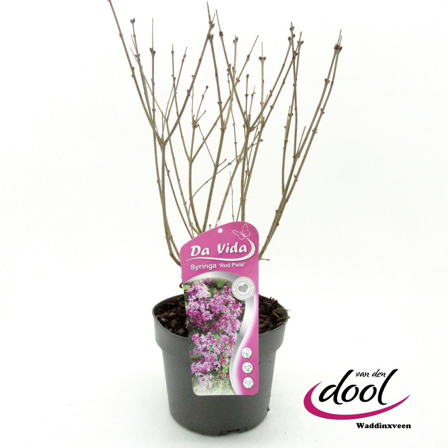 Syringa Meyeri mix 45cm 19cm Pot