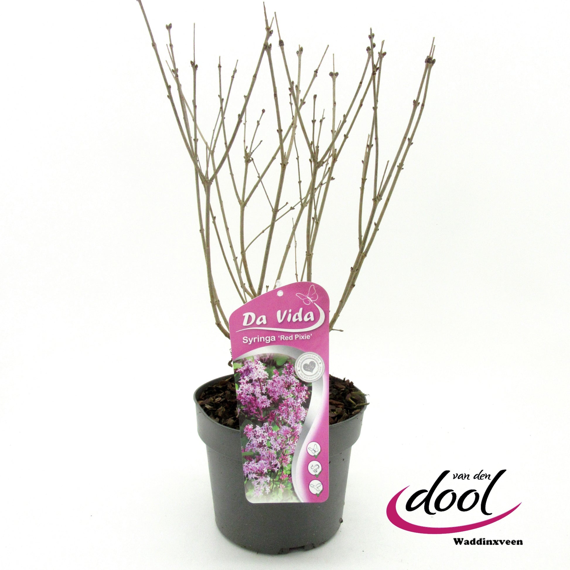 Syringa Meyeri mix 45cm 19cm Pot