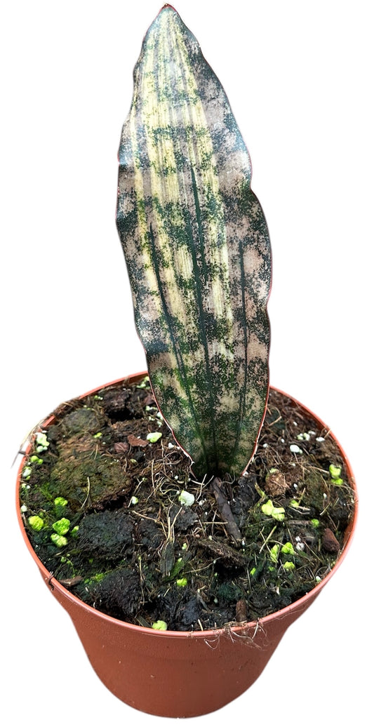 Sansevieria 20cm 14cm Pot