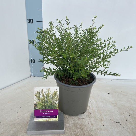 Lonicera Tiny Green 25cm 15cm Pot