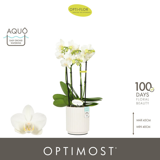 Phalaenopsis multiflora white 45cm 12cm Pot