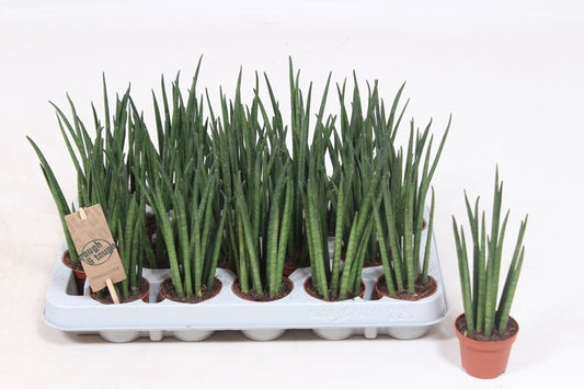 Sansevieria bacularis 20cm 6cm Pot