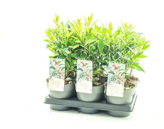 Dool Botanic Sarcococca hookeriana humilis Pack of 6
