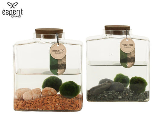 arr. Water plant Terrace pond wood 20cm 17cm Pot