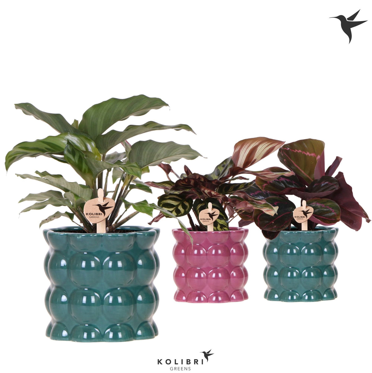 Calathea mix 26cm 9cm Pot