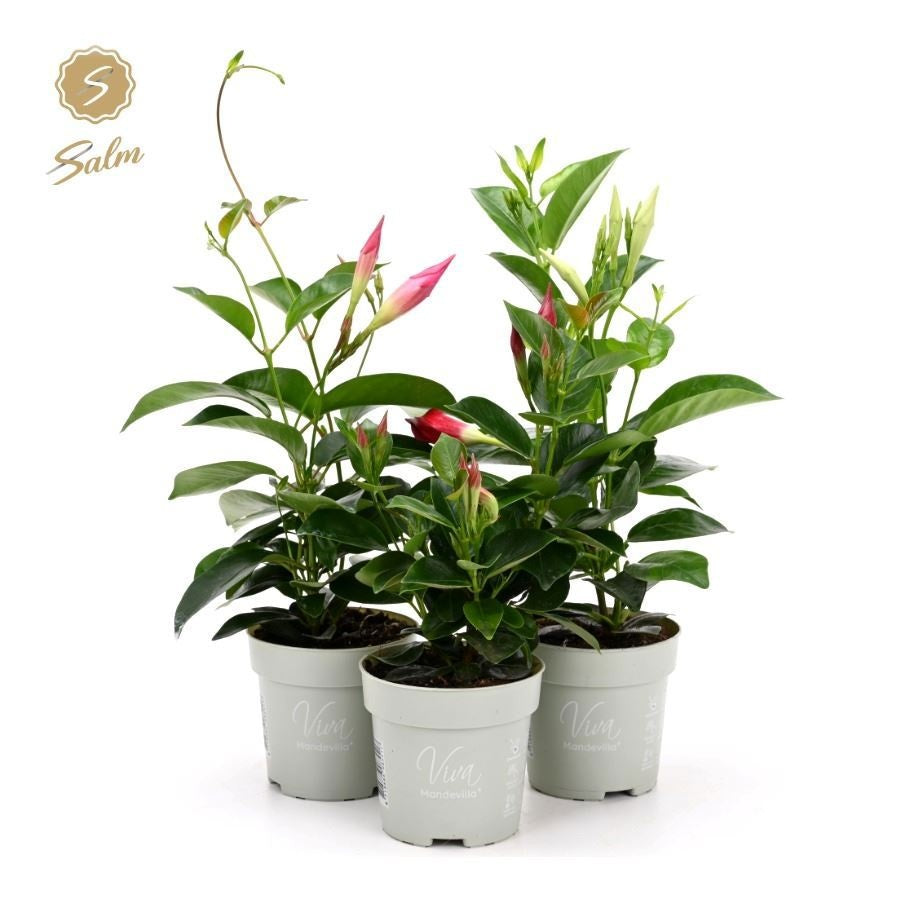 Mandevilla Rio mix 32cm 10cm Pot