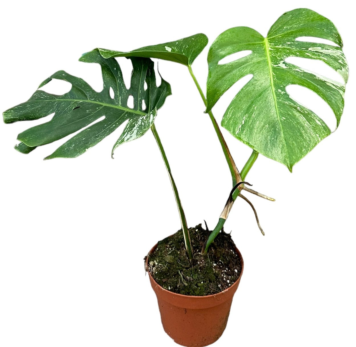Monstera Variegated 50cm 17cm Pot