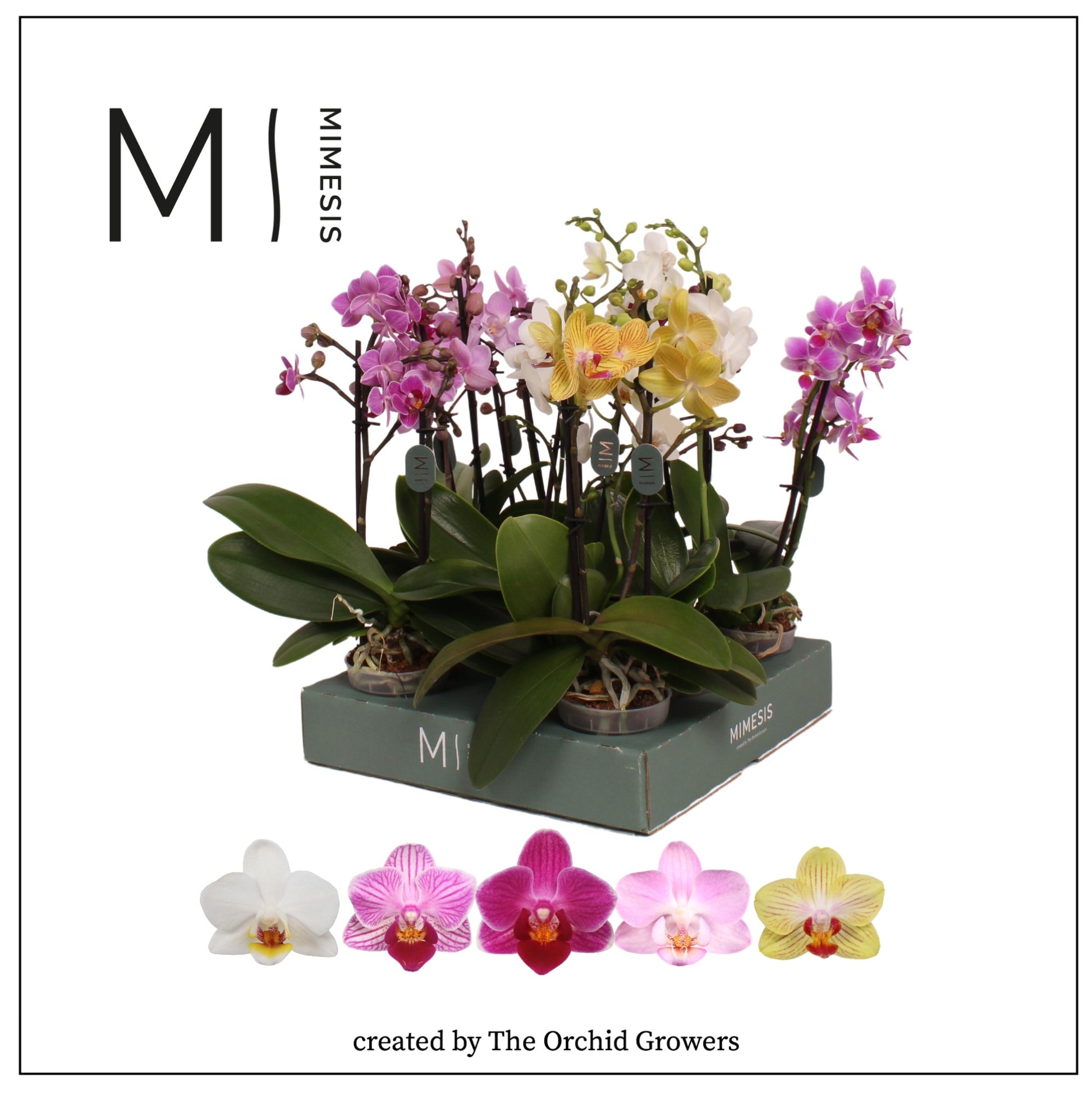 Phalaenopsis mf. mix 30cm 7cm Pot