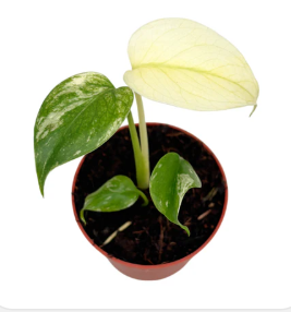 Monstera Variegated 25cm 7cm Pot