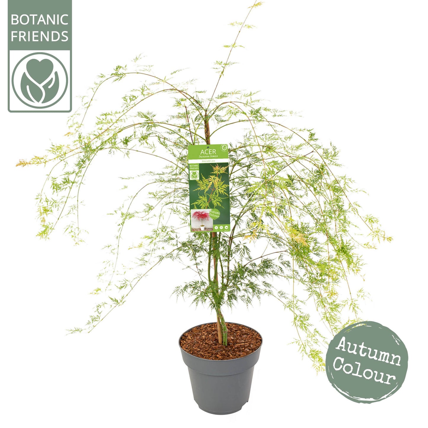 Acer Emerald Lace 110cm 29cm Pot